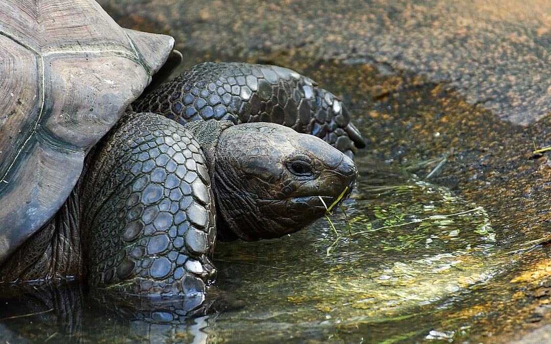 Riesenschildkröten kehren auf Galápagos-Insel Floreana zurück