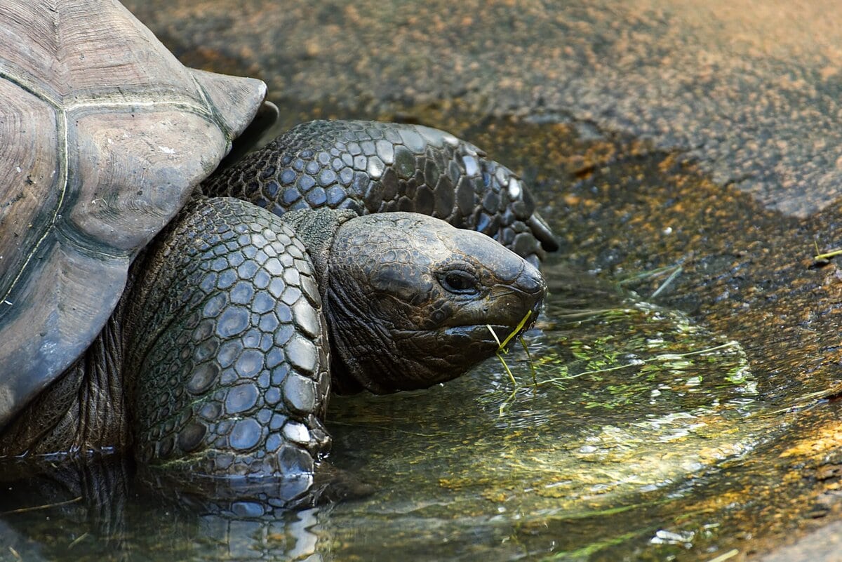 Riesenschildkröten kehren auf Galápagos-Insel Floreana zurück
