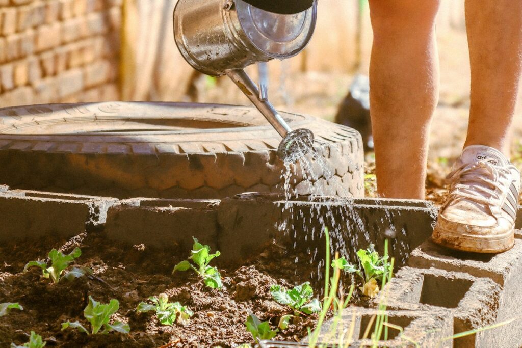 steine pflanzen giesskanne