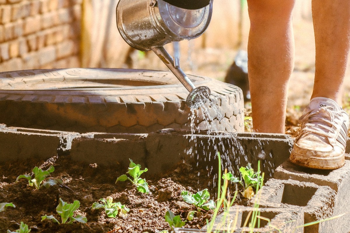 steine pflanzen giesskanne