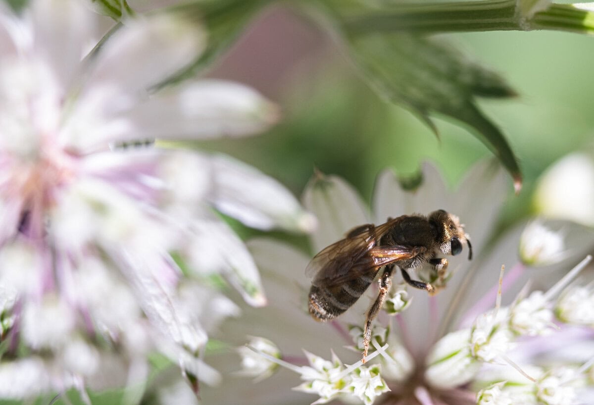 Eine Biene fliegt zwischen Blumen