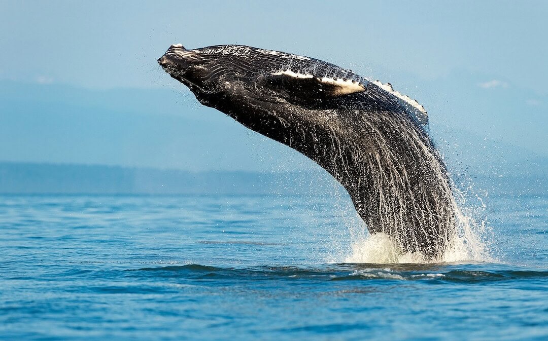 Höchste Zahl an Walen seit Jahrzehnten, 15 Millionen Austern für die Nordsee