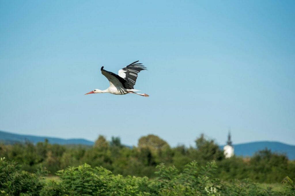 Storch