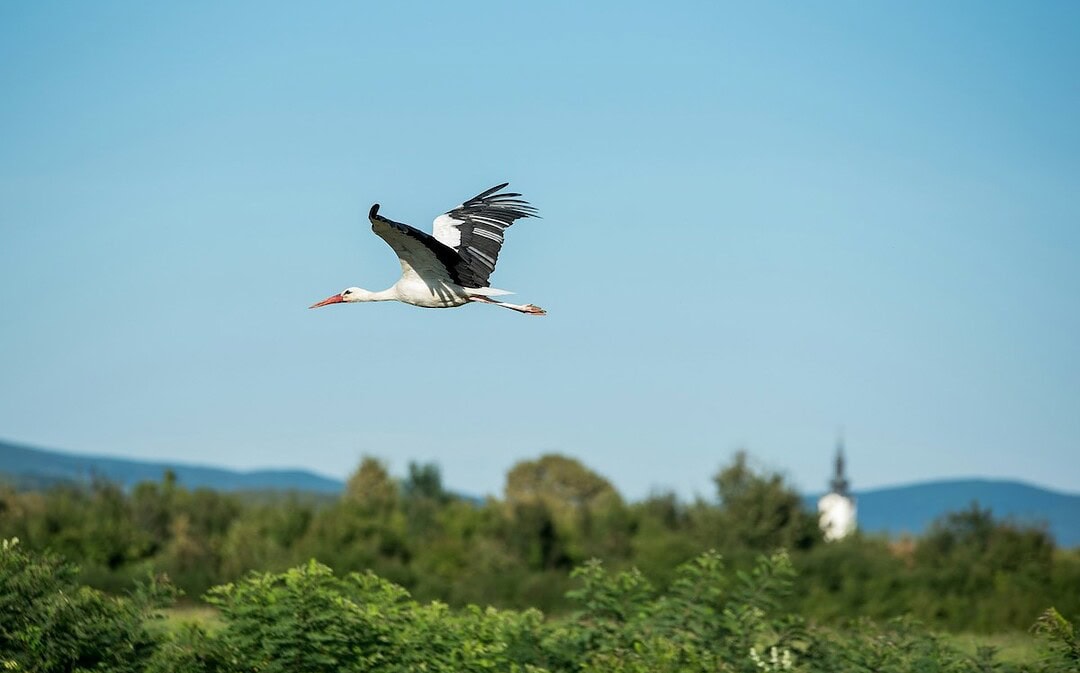 Rückkehr der Störche, schnellster Schulbau Deutschlands, Haustür-Gespräche mit Unbekannten