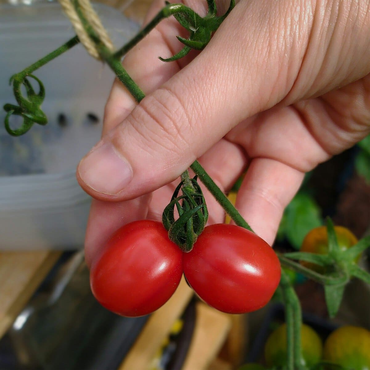 Hodenkrebs erkennen, Tomaten die an Hoden erinnern