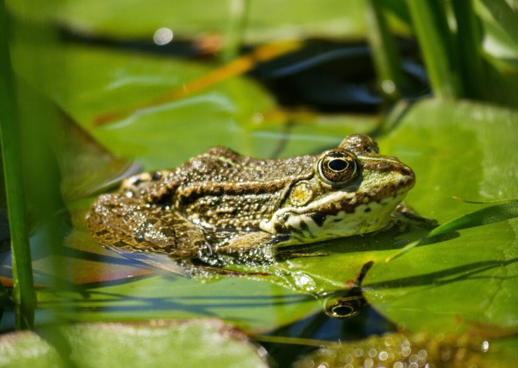 Zäune, Krötentunnel und langsames Fahren retten tausende Tiere.