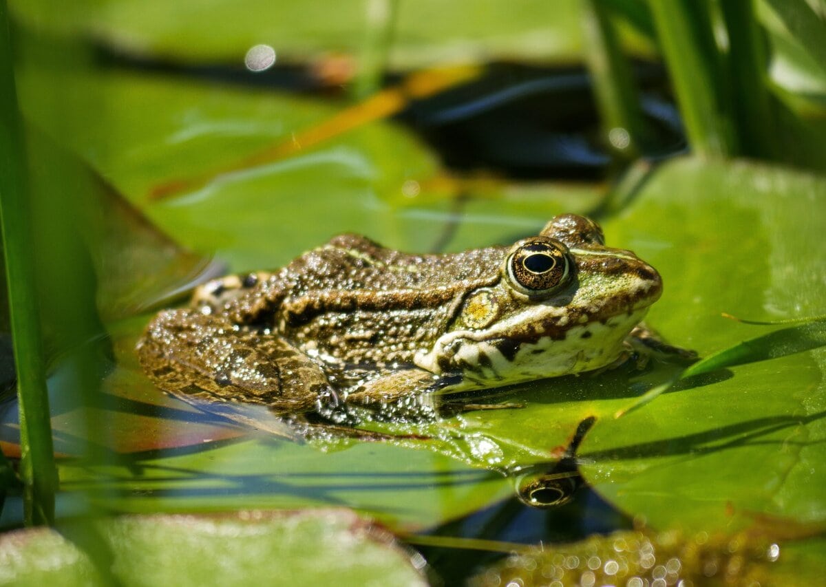 Zäune, Krötentunnel und langsames Fahren retten tausende Tiere.