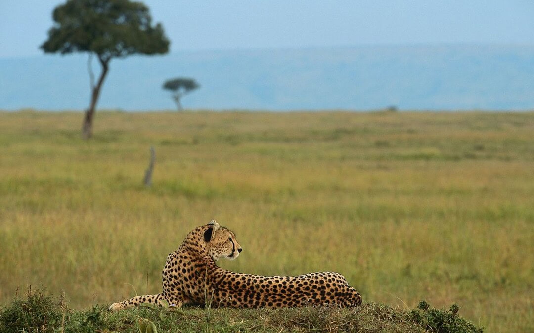 UN erweitern Artenschutzabkommen, App gegen Übergewicht