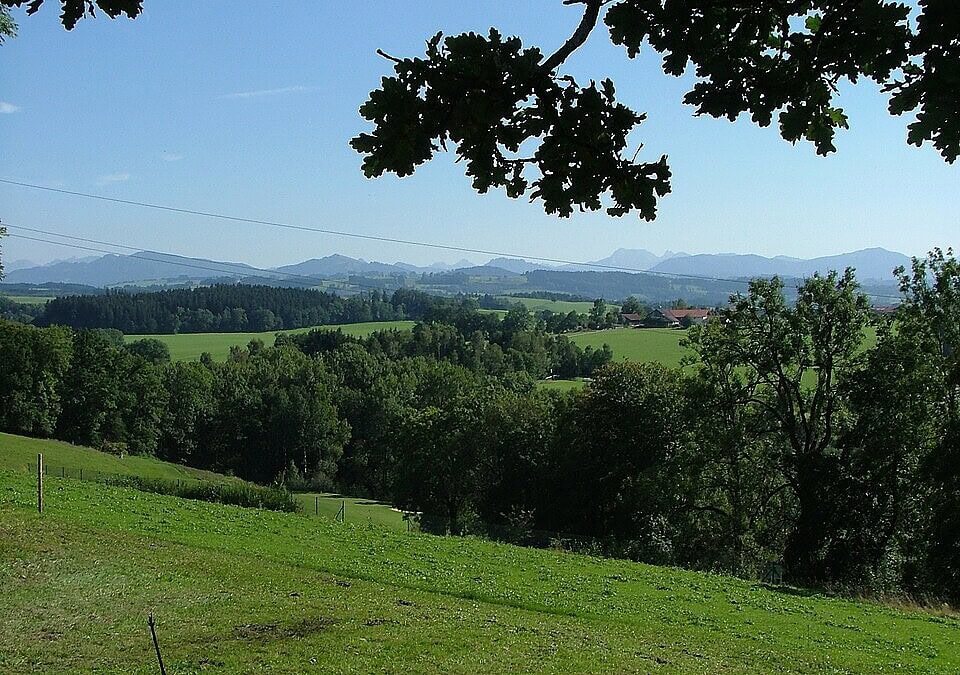Deutschlands ältester Baum erhält besonderen Schutz