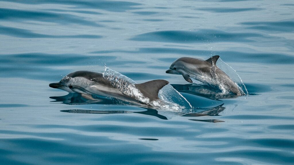 Singapur stoppt Delfinzucht und Wildfang