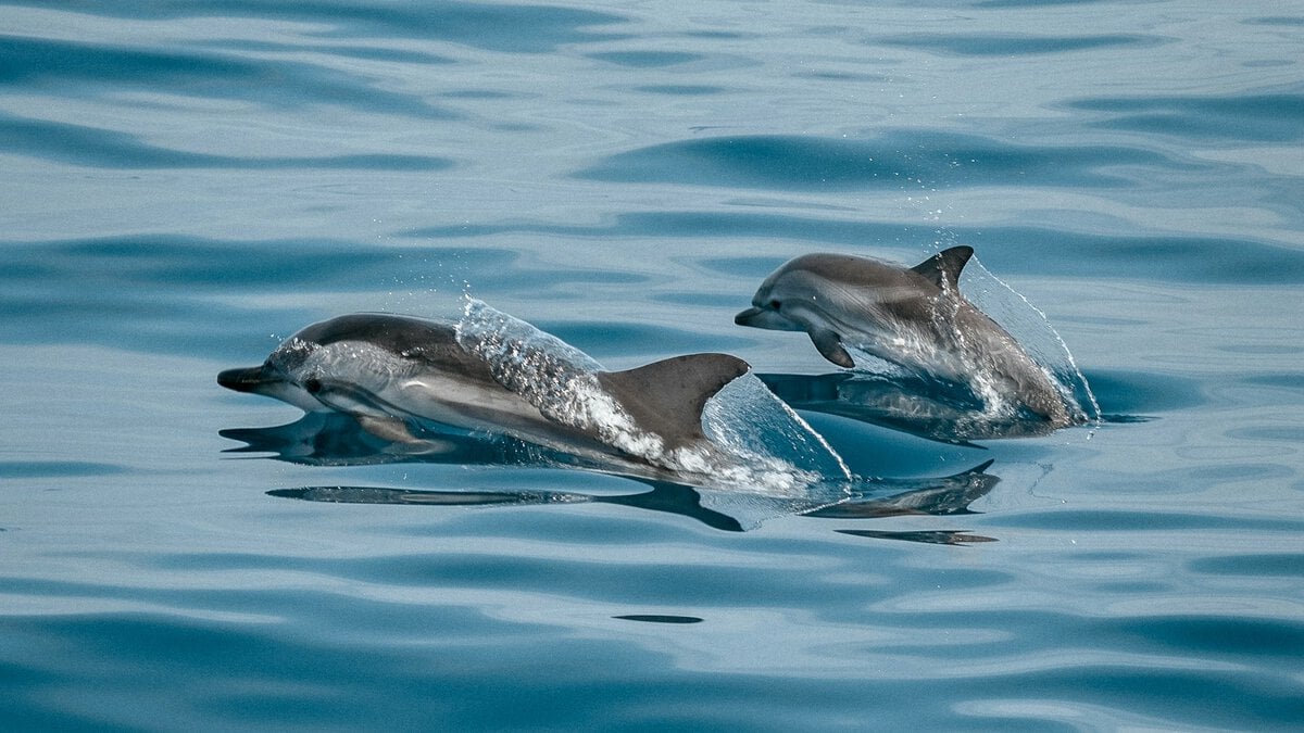 Singapur stoppt Delfinzucht und Wildfang