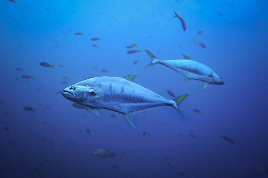 Thunfisch im Meer