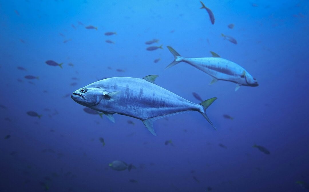 Thunfisch zurück in Ostsee, blinder Minister in Ungarn