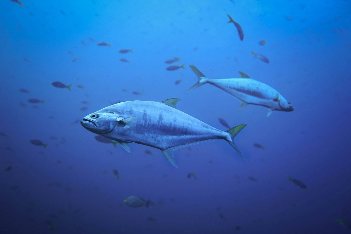 Thunfisch im Meer