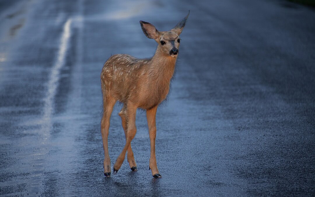 Lasersystem schützt Autofahrende und Wildtiere