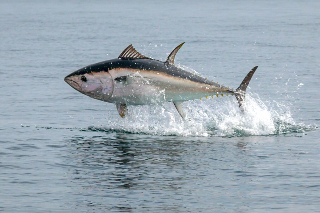 springender Thunfisch