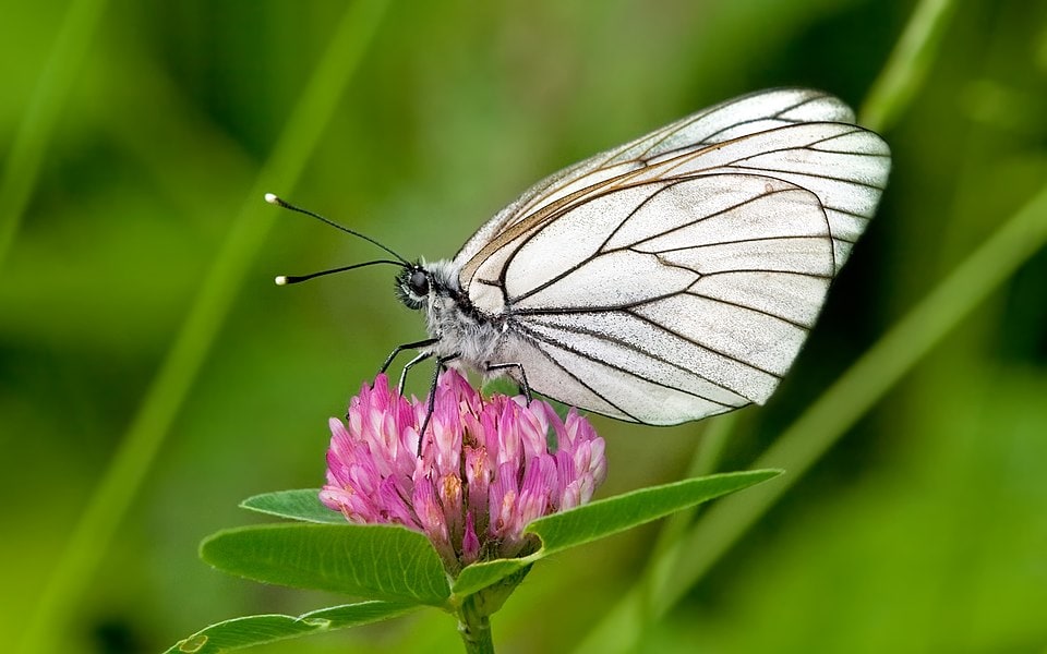 Ein Schmetterling kehrt zurück
