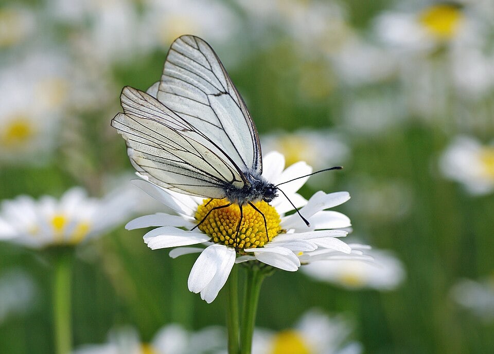 Ein Schmetterling kehrt zurück. Ein Schmetterling kehrt zurück.