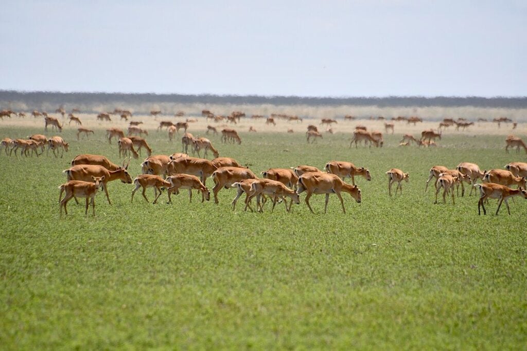 Saiga antilopen