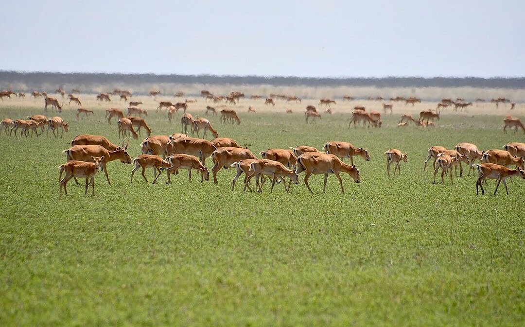 Comeback der Saiga-Antilopen, Bauern helfen, Brände zu löschen