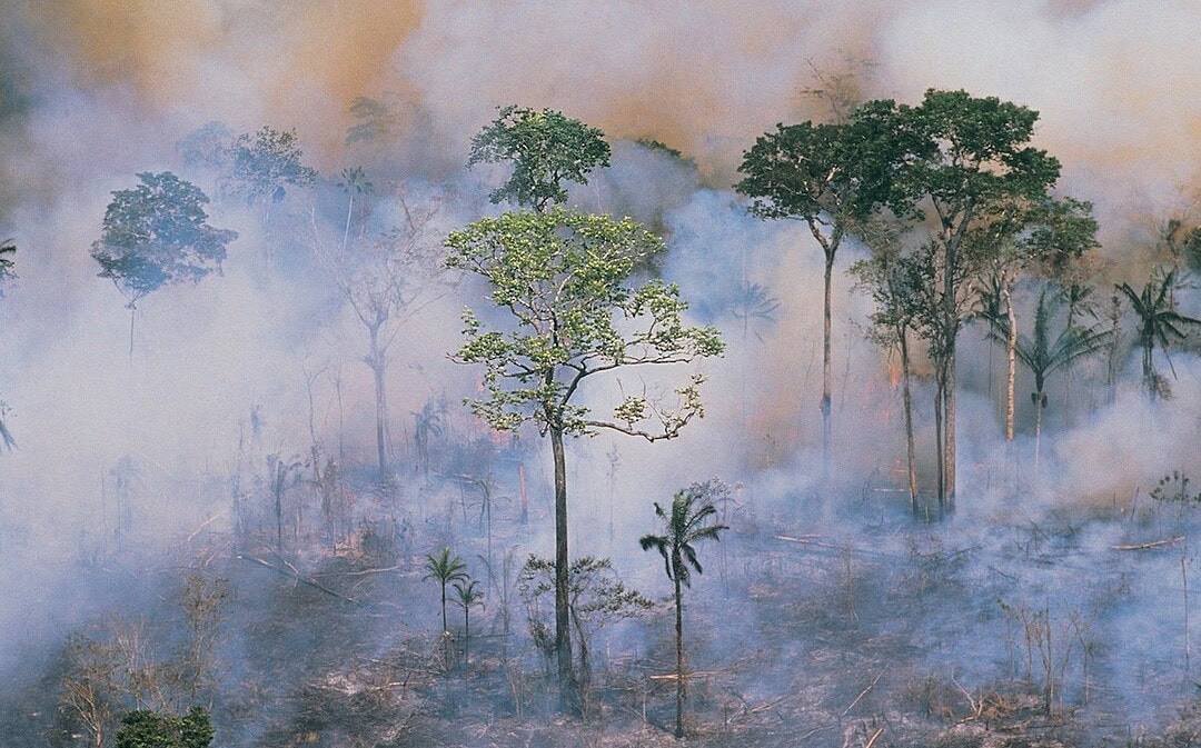 Waldbrände im Amazonas auf Tiefstand, weltweiter Hunger geht zurück
