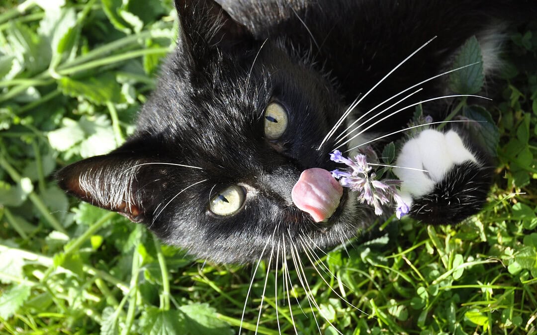 Katzenminze gegen Mücken und Moskitos