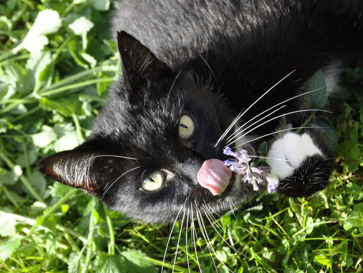 Katze spielt mit Katzenminze und streckt die Zunge in Euphorie raus