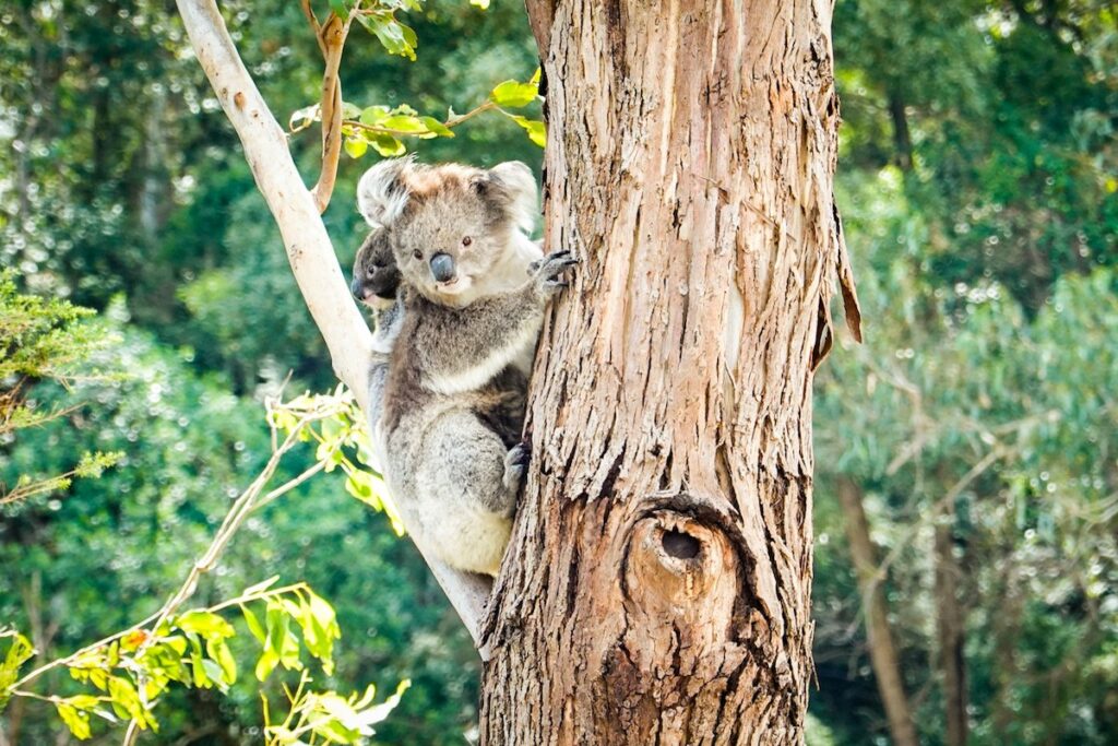 Koala mit Baby