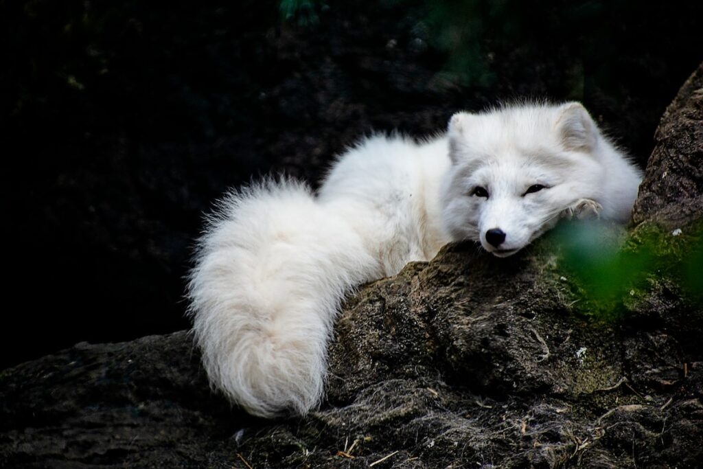 Polarfuchs Polarfuchs